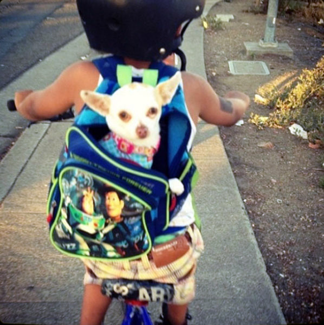 Perrito en la mochila del niño