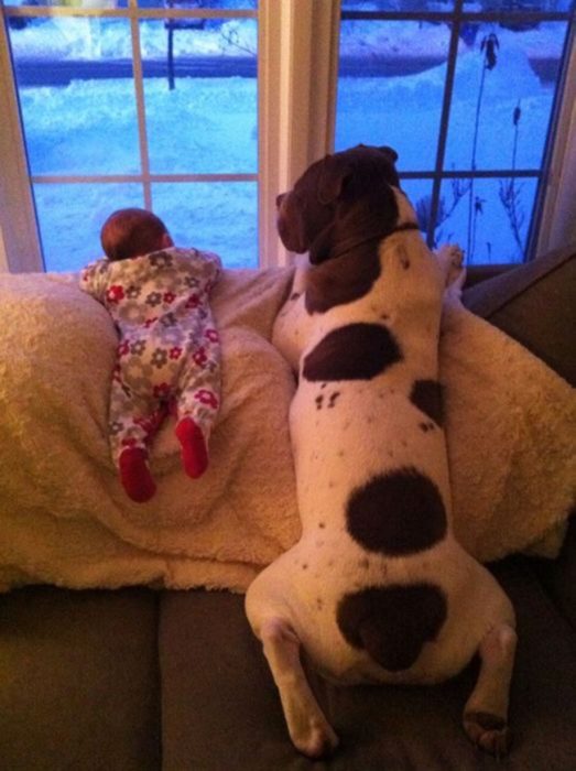 Bebé y perro asomados en la ventana
