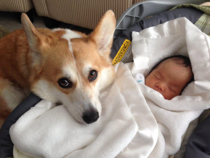 Corgi cuidando a recien nacido