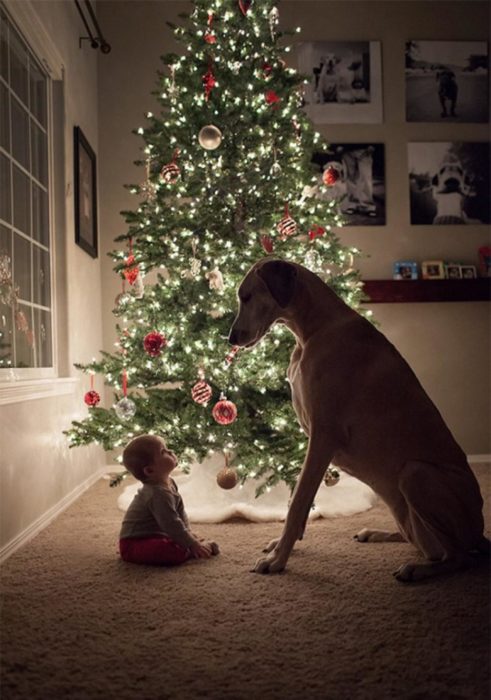 Bebé viendo a un perro alto que está sentado frente a ella (estan frente al arbol de navidad)