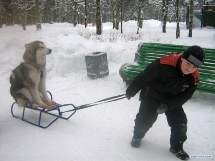 Niño paseando en trineo a husky