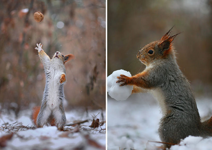 Ardillas jugando con bolas de nieve 