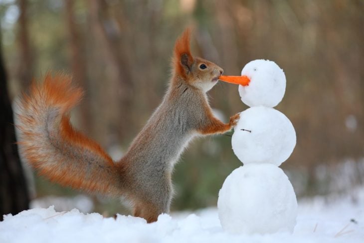 Una ardilla con un mono de nieve 