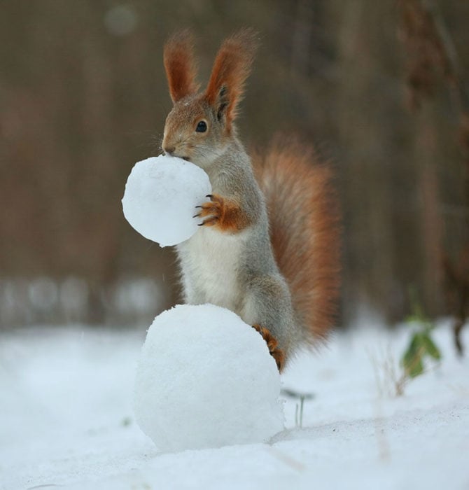 Ardilla colocando una bola de nieve en el piso 