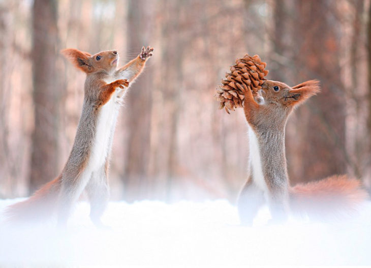 Ardillas peleando entre ellas