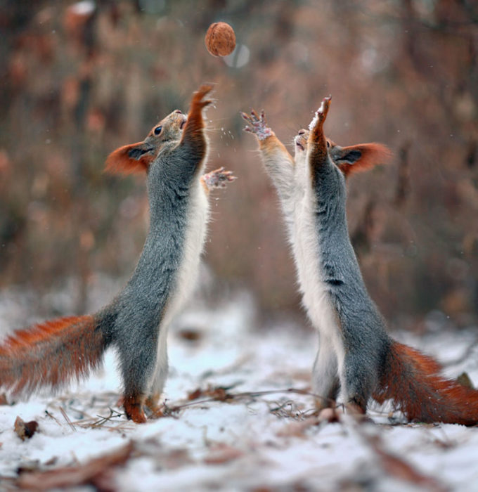 Ardillas jugando con una nuez 