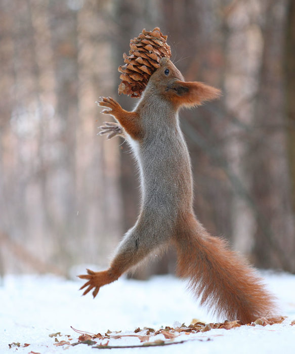 Una ardilla corriendo con su comida