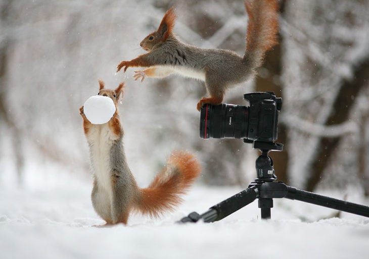 Ardillas jugando con una bola de nieve frente a una cámara