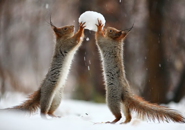 Ardillas peleando por una bola de nieve 