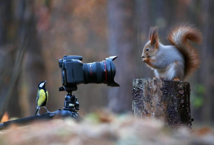 Un ave tomándole fotos a una ardilla 