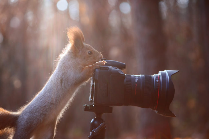 Ardilla tomando fotos