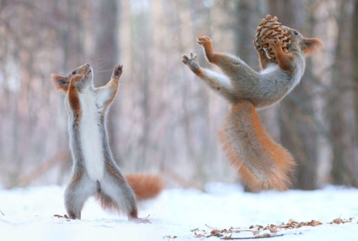 Ardillas jugando 