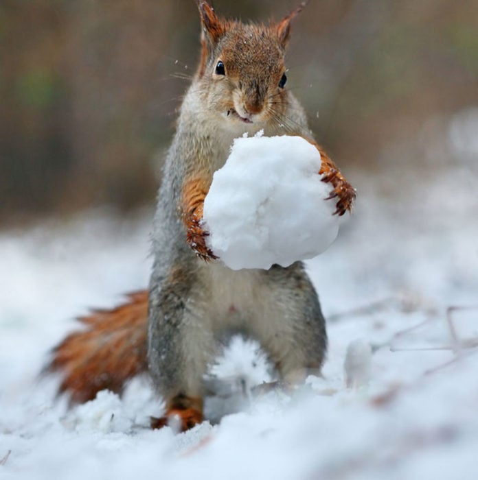 Ardilla con una bola de nieve 