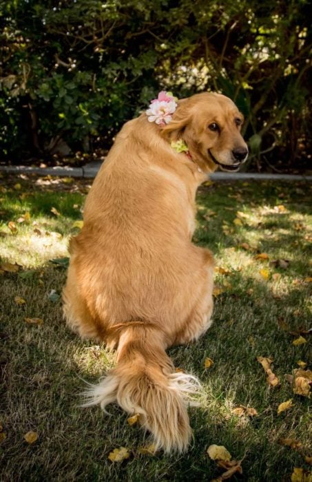 Perrita golden retriever embarazada