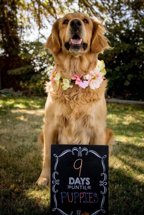 Orgullosa mamá canina