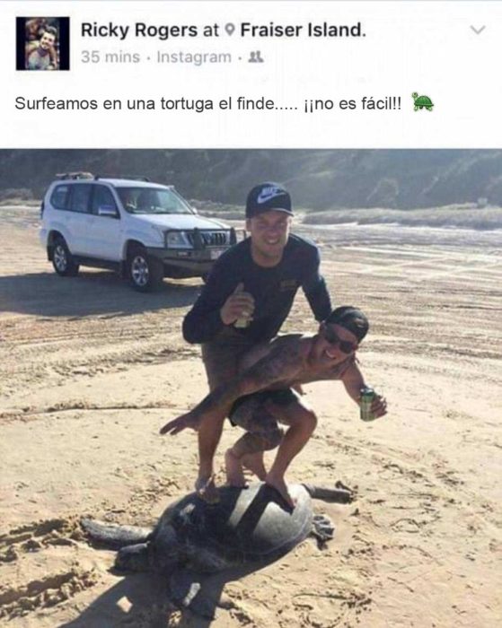 amigos sorfean sobre la tortuga