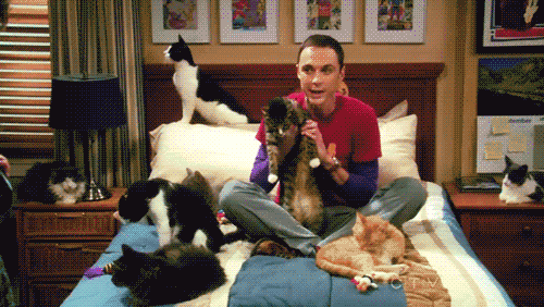 Gif Sheldon con gatos