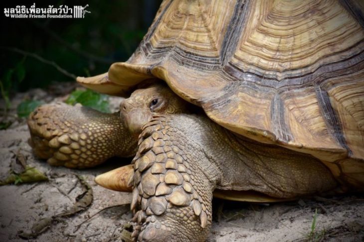 Leonardo es una tortuga rescatada