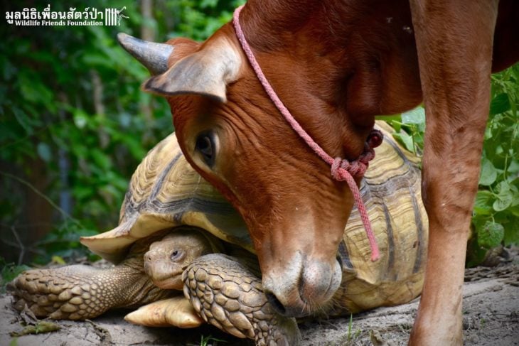 Tortuga gigante junto a un ternero