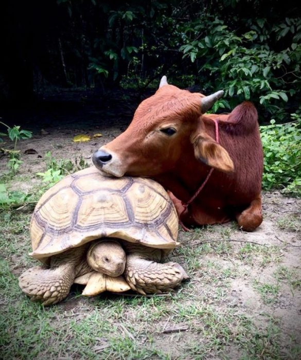 Tortuga gigante y ternero descansando juntos 