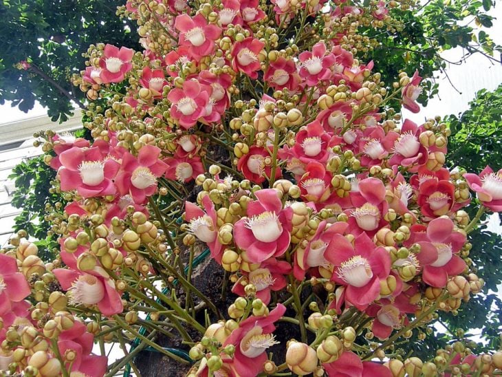 árbol bala de cañón