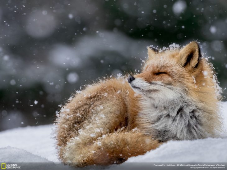 zorrito bajo la nieve 