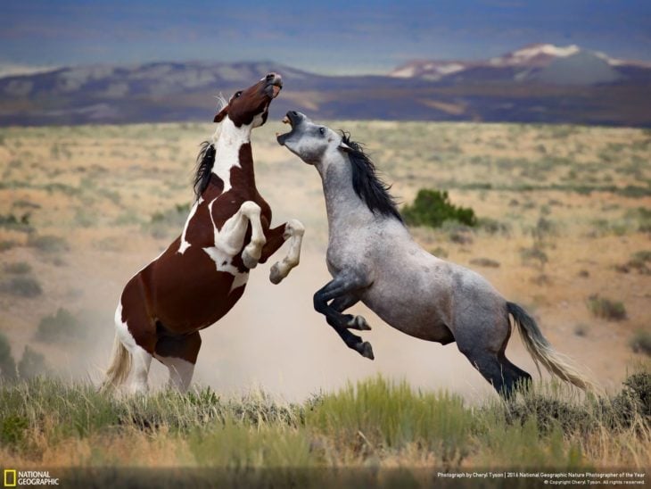 caballos peleando 