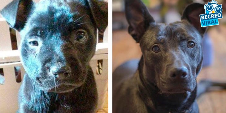 perrito escuro antes y después de ser rescatado