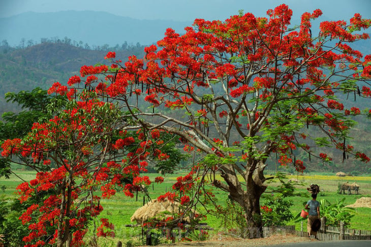 árbol de fuego