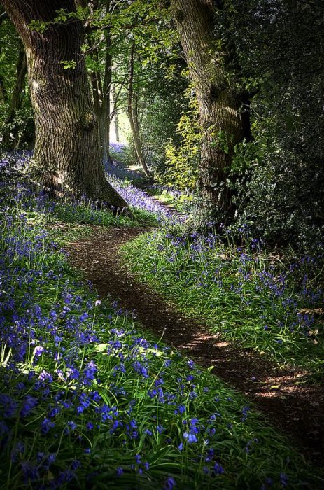 sendero en bosque de inglaterra