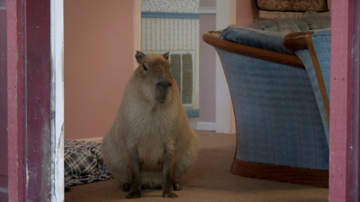 capibara 