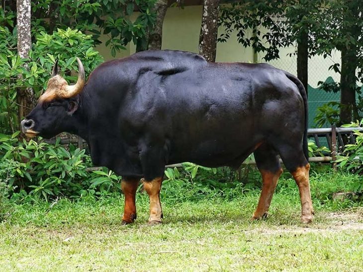 gaur negro