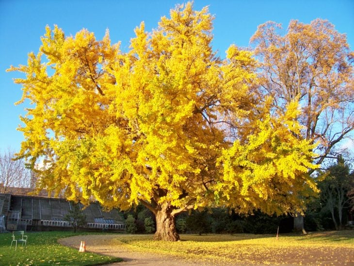 árbol ginko 