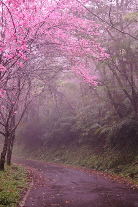 paisaje natural de kioto, japón