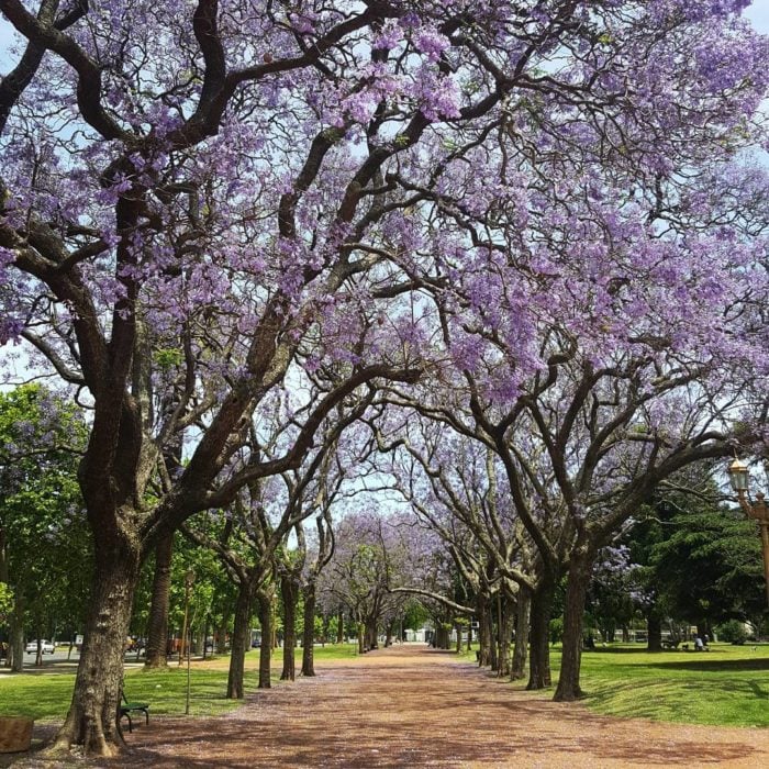 túnel de jacarandas