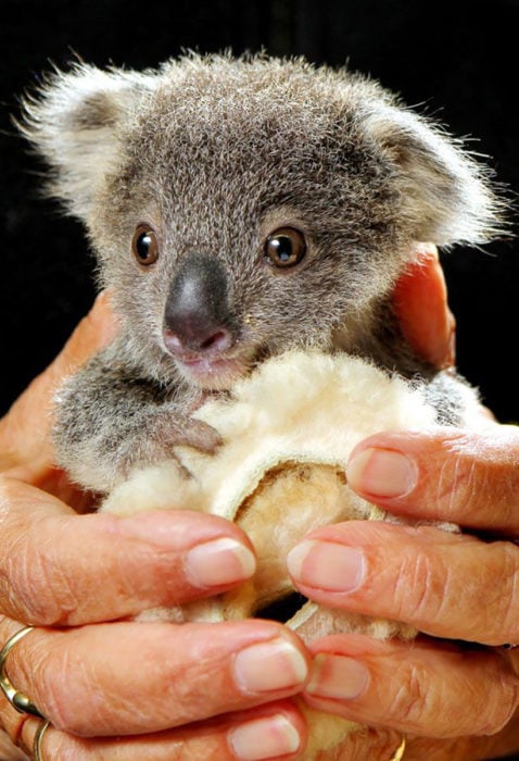 bebé koala
