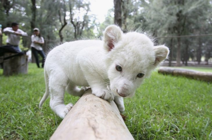 cachorro de león blanco