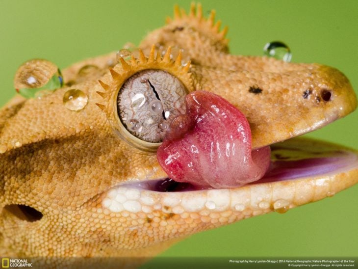 cocodrilo pequeño llorando