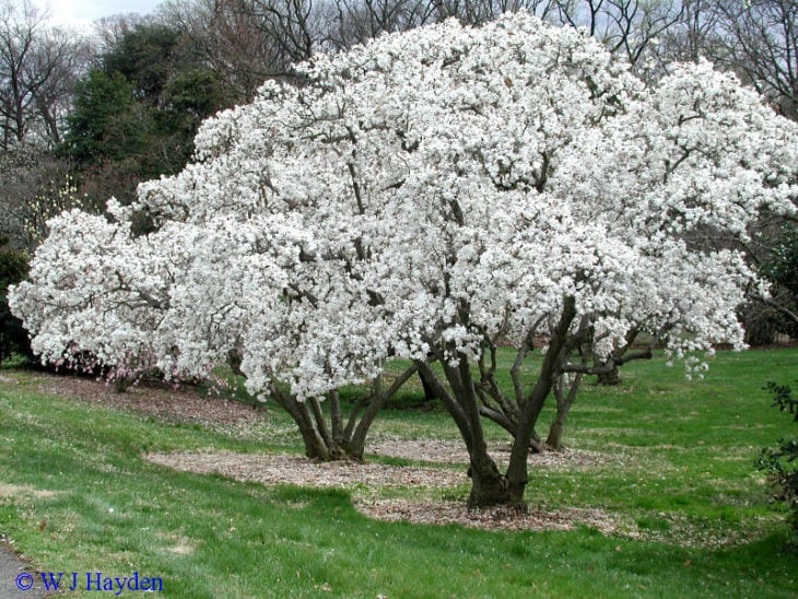 árbol blanco de magnolia