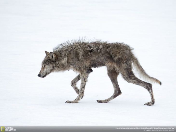 lobo flaco en paisaje nevado