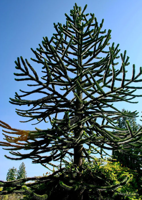 araucaria 