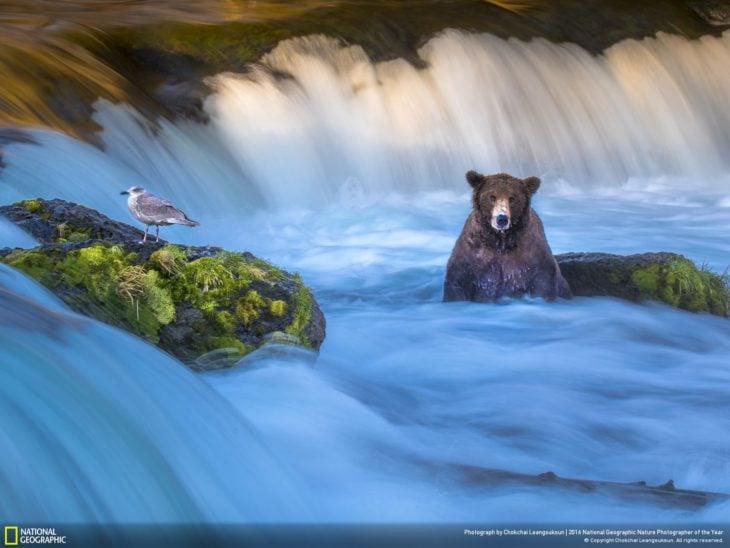 oso cazando pez en una cascada