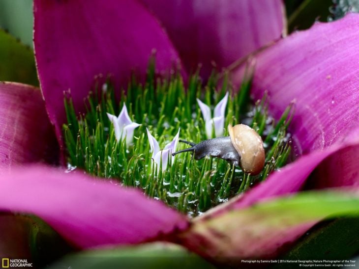 caracol pequeño en flor