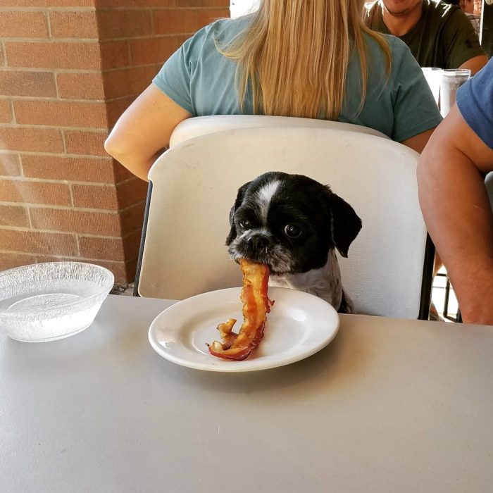 perro comiendo un pedazo de tocino 