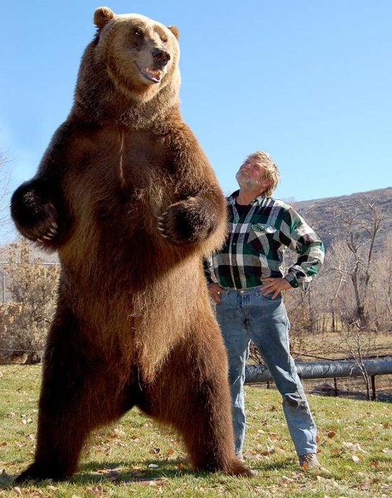oso grizzly y humano