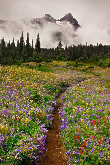 camino natural en el noroeste de estados unidos