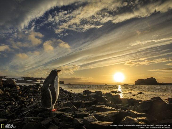 Pingüino admirando el continente congelado