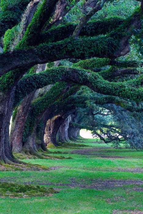 plantación de roble en louisiana, estados unidos