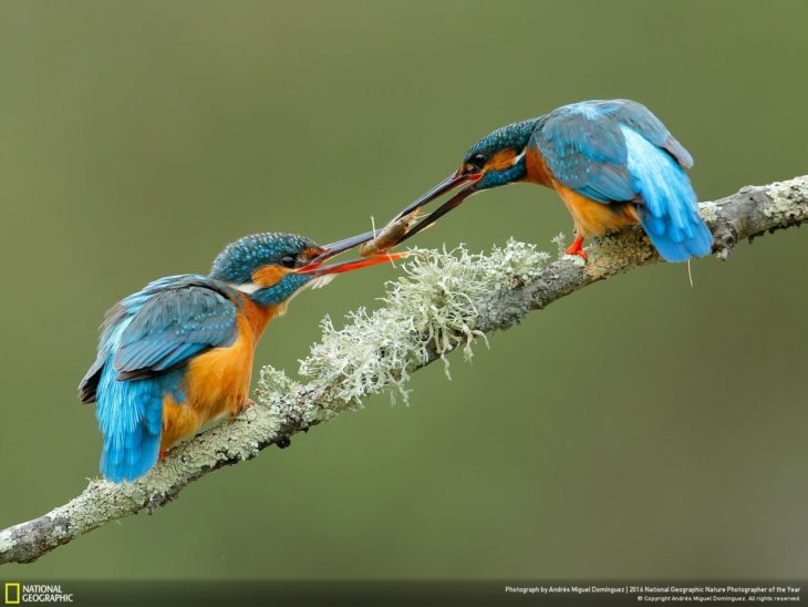 pájaro dando un insecto a otro pájaro