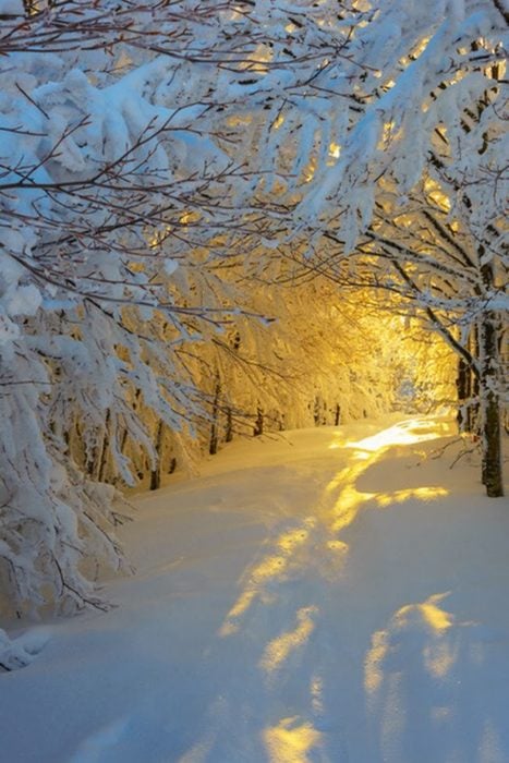 túnel de árboles nevados